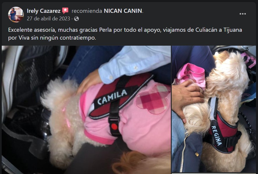 camis